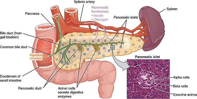 Pancreas Surgery- Management of Pancreatic Diseases through Surgery