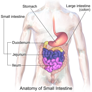 Small Intestine Surgery- Treatment Options for Intestinal Disorders